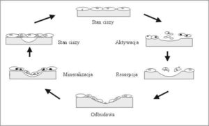 Procesy przebudowy kości, resorpcja kości, funkcje komórek kości, metabolizm kości, komórki kości