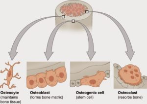Procesy przebudowy kości, resorpcja kości, funkcje komórek kości, metabolizm kości, komórki kości